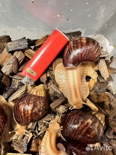 Улитки ахатины бесплатно