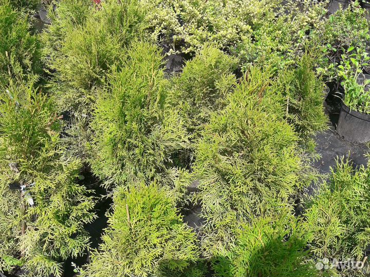 Туя Смарагд