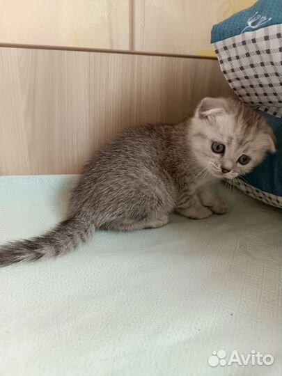 Милые котята