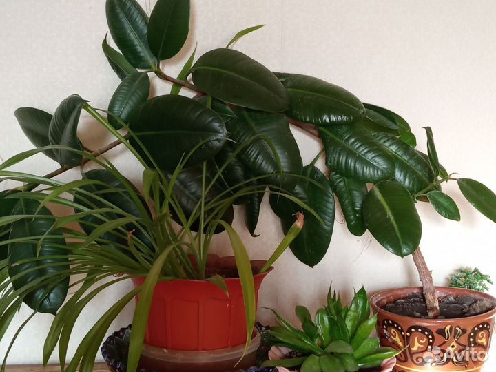 Цветы. Фикус, Эухарис (Амазонская лилия)
