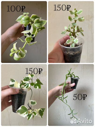 Хойя и другие цветы