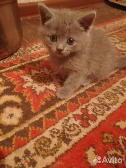 Шотладские котята