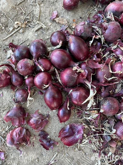 Лук репчатый капуста Марковь свекла картофель