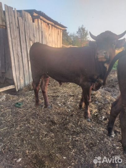 На продажу бык и телка