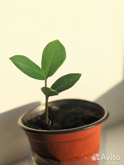 Замиокулькас