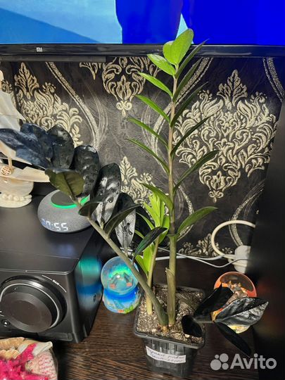 Черный Равен