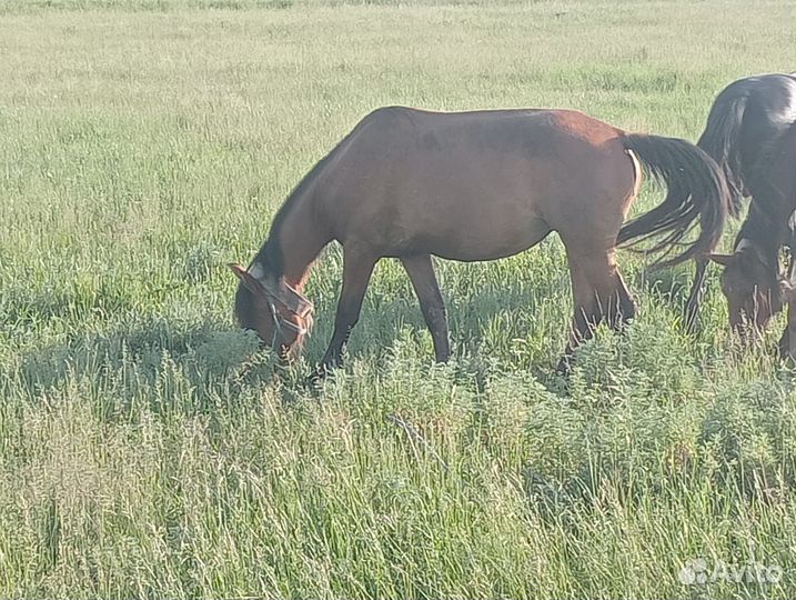 Продам кобылу с жеребенком