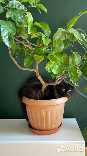 Отдам кошку