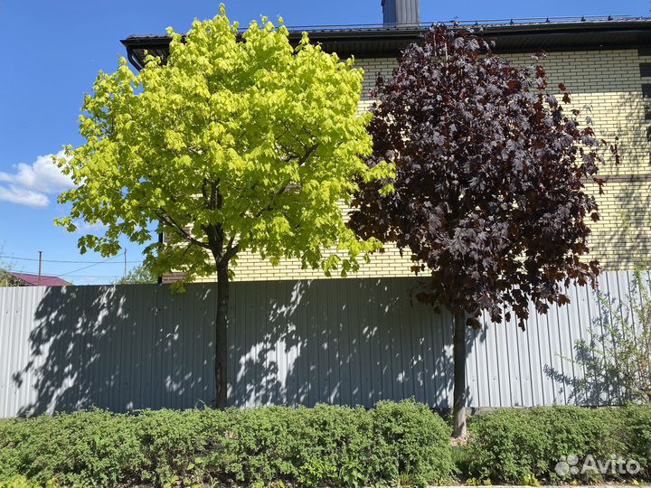 Весенняя обрезка клёнов – аккуратно, профессиональ