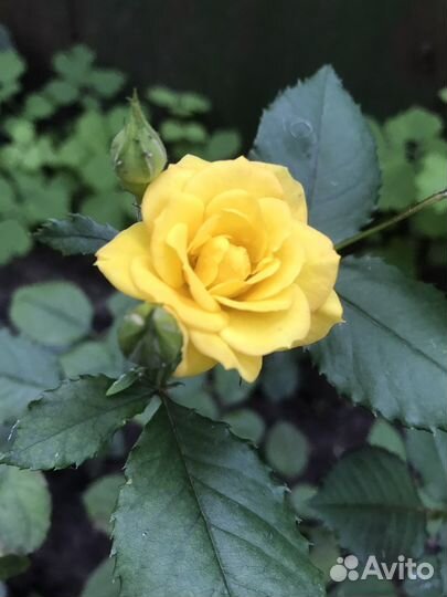 Саженцы роз