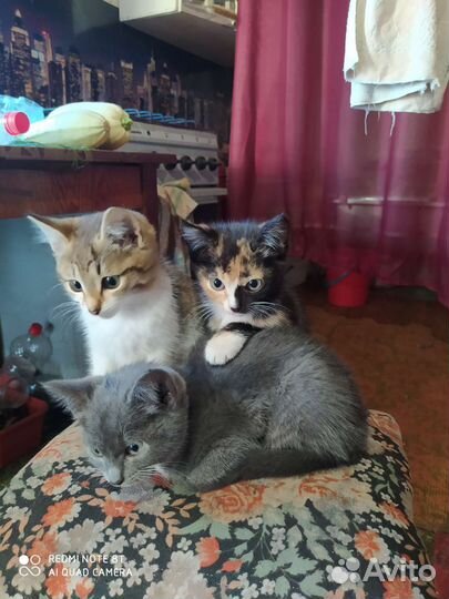 Отдам котят