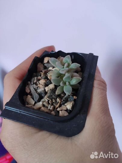 Суккуленты