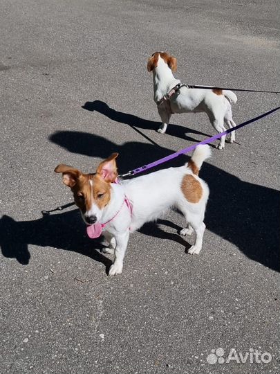 Джек рассел терьер девочка