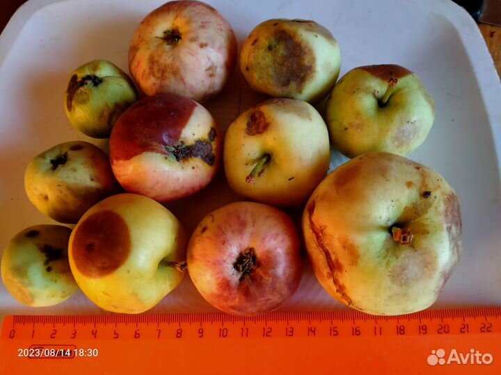 Яблоки экочистые-б.налив,шафран-опад; м.б.доставка