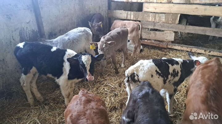 Бычки и быки