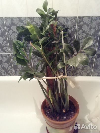 Замиокулькас