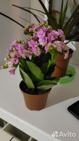 Каланхоэ цветущий