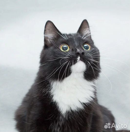 Кот Марс черно-белое очарование в дар