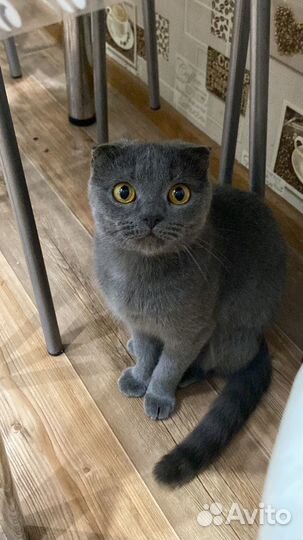 Отдаю котят
