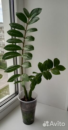 Замиокулькас цветы комнатные