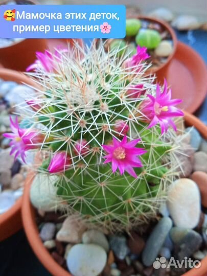 Маммилярия Бакеберга