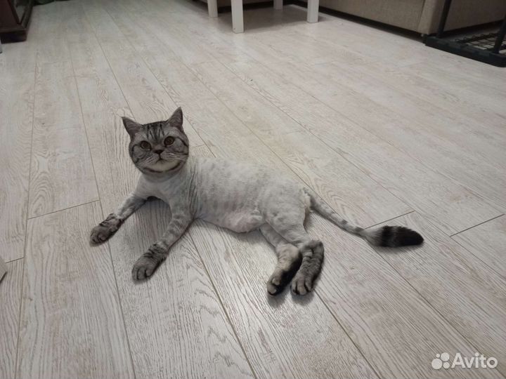 Стрижка собак,котов,экспресс линька, вычес, выезд