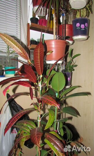 Продам комнатные цветы