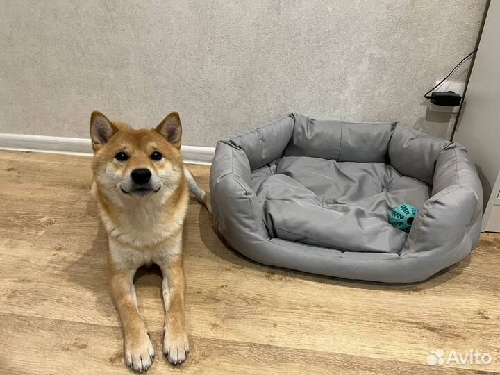 Вязка сиба ину