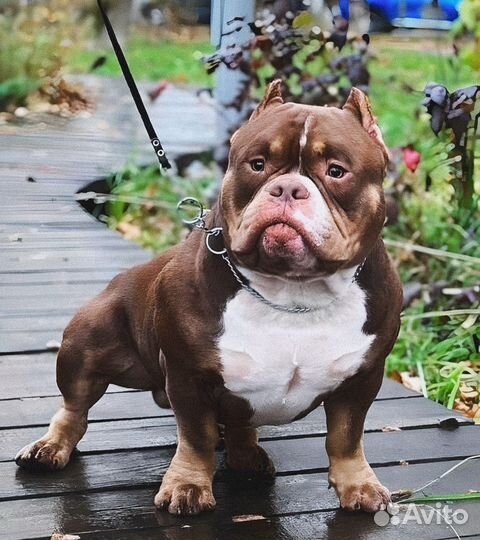 Американский булли вязка