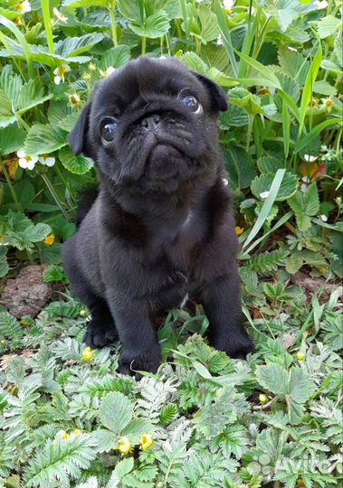 Щенки мопса