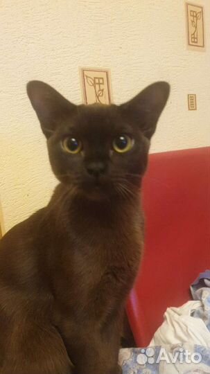 Бурманский кот вязка