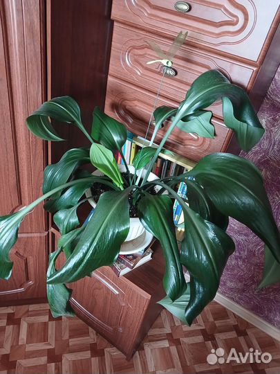 Комнатные цветы
