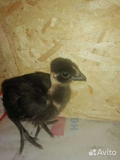 1Инкубатор для яиц и выводной шкаф автоматические