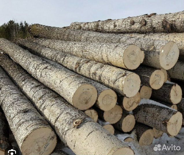 Осина пиловочник