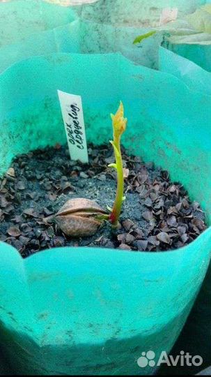 Контейнеры для рассады саженцев деревьев