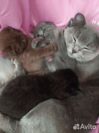 Вислоухие котята
