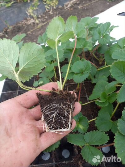 Сортовые саженцы клубники и малины