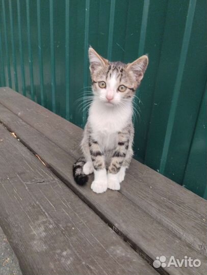 Котята в добрые руки котик и кошечка