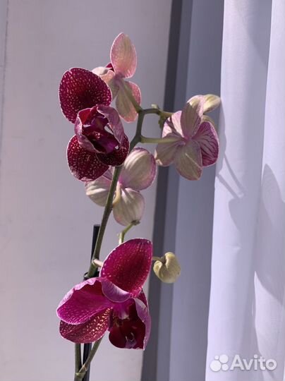 Орхидея Кимоно 70см