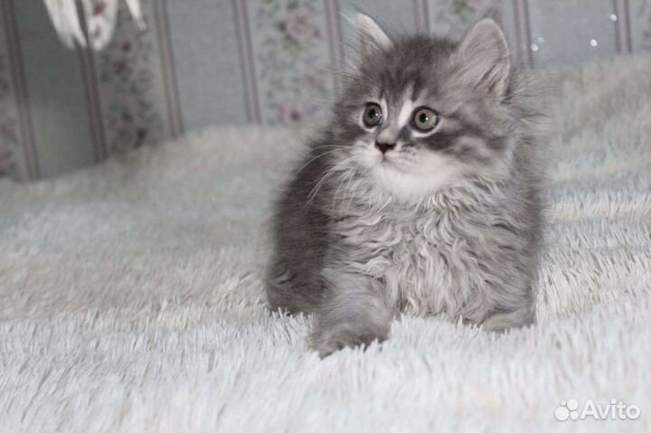 Девочка хайленд страйт