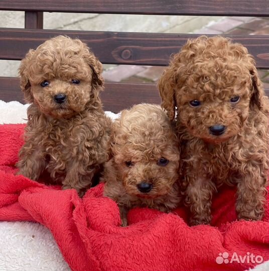 Теди пудель мини