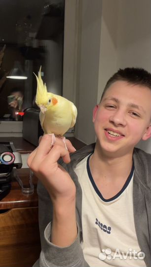 Попугай корелла с клеткой