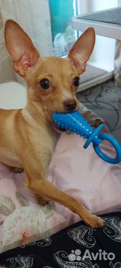 Мини той-терьер