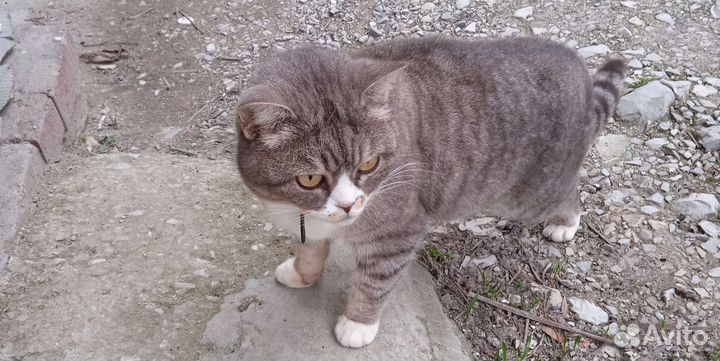 Кошка в дар бесплатно