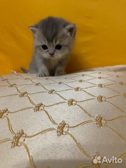 Шотландские прямоухие котята