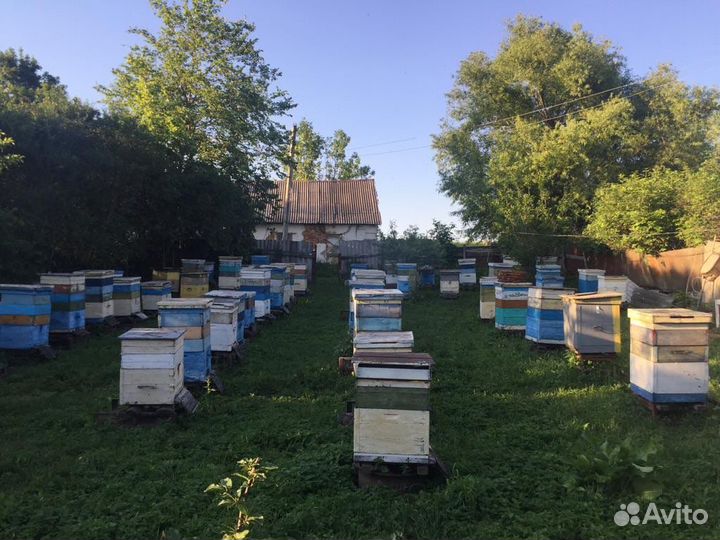 Пчелы с ульями