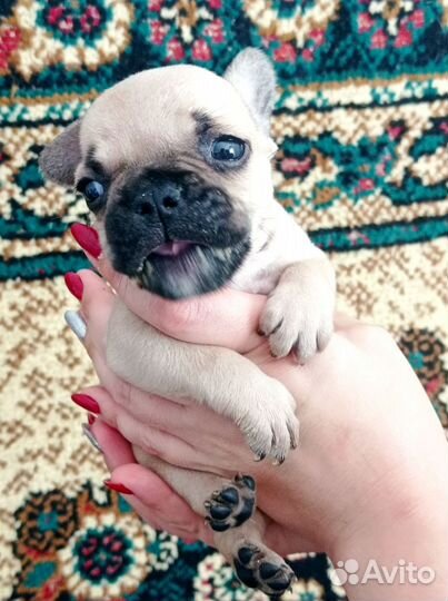 Французский бульдог щенки