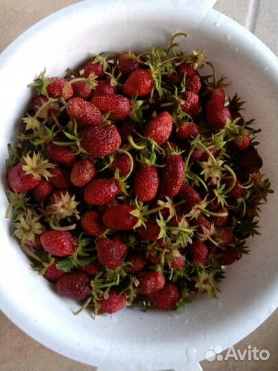 Рассада клубники, малины, ежевики