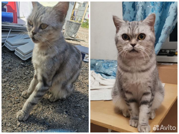 Кошка шотландская