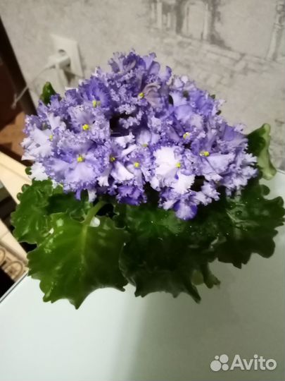 Листики сортовых фиалок